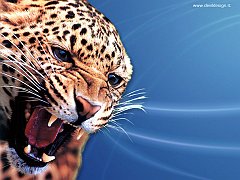 Jaguar1024 copia